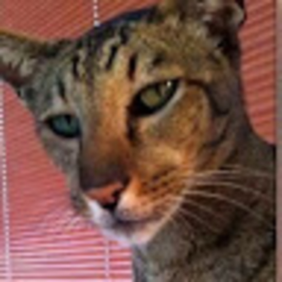codycassity